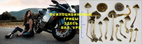 прущие грибы Вяземский